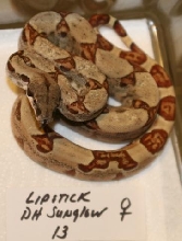 DH SUNGLOW FEMALE 13