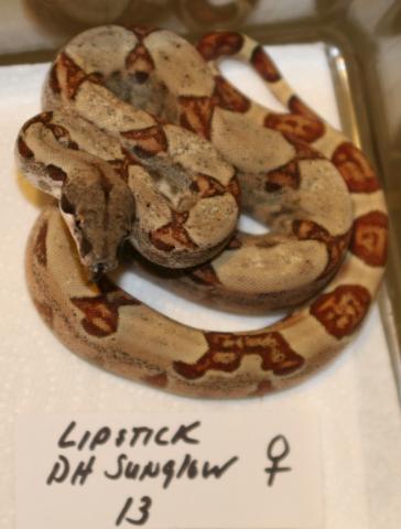 DH SUNGLOW FEMALE 13
