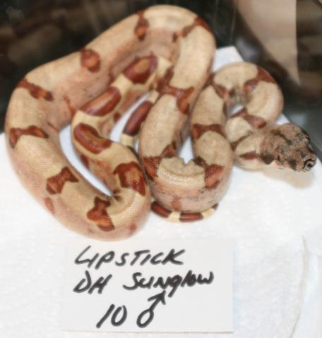 DH SUNGLOW POSS PARA MALE10a