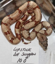 DH SUNGLOW POSS PARA MALE10b