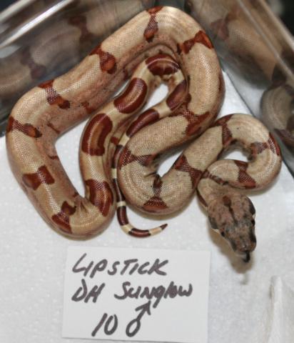 DH SUNGLOW POSS PARA MALE10b
