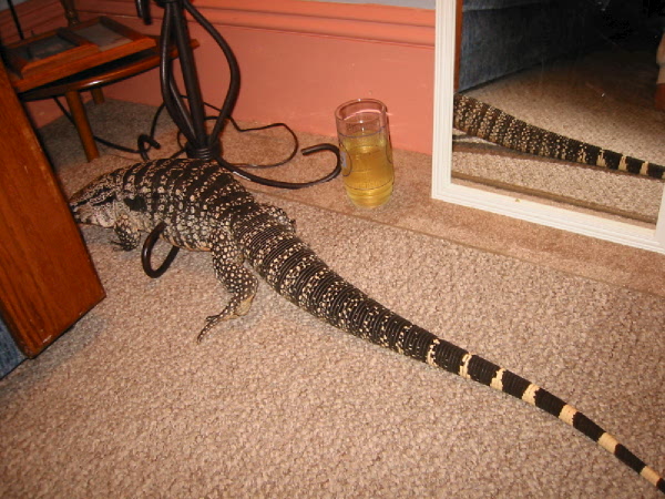 Suzie