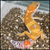 am gecko male