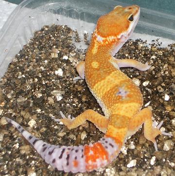 am gecko male