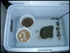 incubator