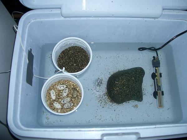 incubator