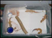 my breeder colony