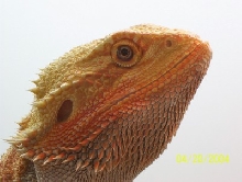 Brock's Head shot
