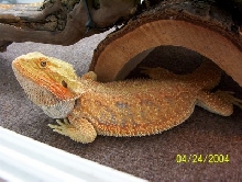 Brock just chillin