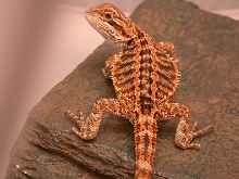 babie C 1 Sandfire X German giant Xyellow red desert