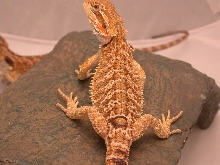 C 2 SandfireX german hypo yellow red desert