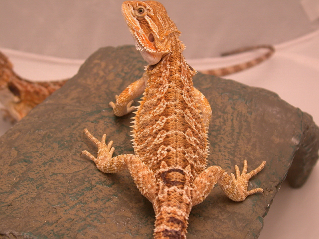 C 2 SandfireX german hypo yellow red desert