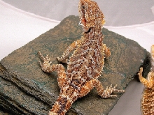 sandfire X german hypo yellow red desert