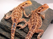 sandfire X Hypo Yelow