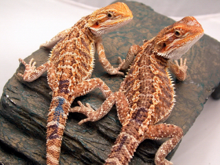 sandfire X Hypo Yelow