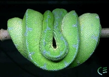 Chiqita's centerfold