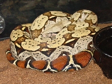 BCC pic