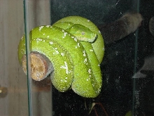 Aru GTP
