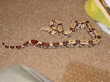 North Brazilian BCC