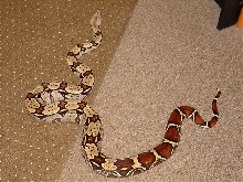 BCC pic