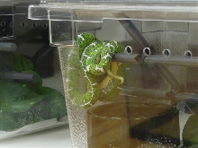 Basin female 1
