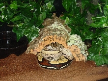 Suri condo