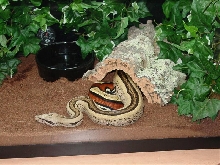 Striped Suri
