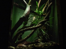 Bronx Zoo Emerald Tree Boa