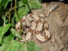 Male Suri