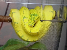 super-yellow