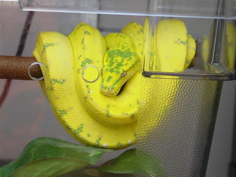 super-yellow