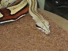 Head shot