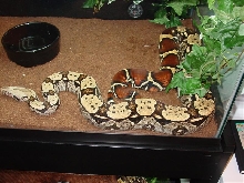 Male North Brazilian BCC