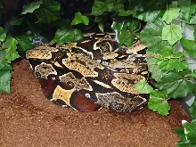 North Brazilian BCC