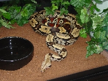 Female North Brazilian BCC