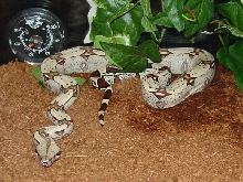 '04 FLR female