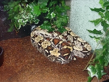 North Brazilian BCC male