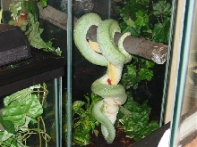 Feeding Sorong
