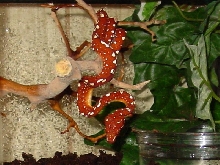Baby Biak