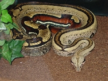striped suri