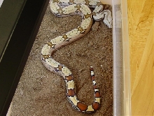 Female FLRT new 2