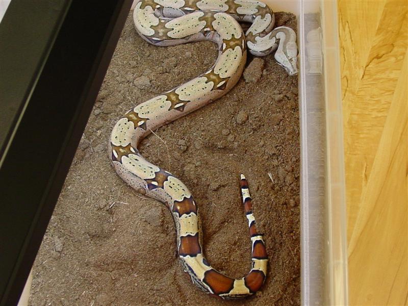 Female FLRT new 2
