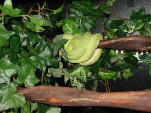Hudson tricolor