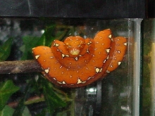 red manokwari