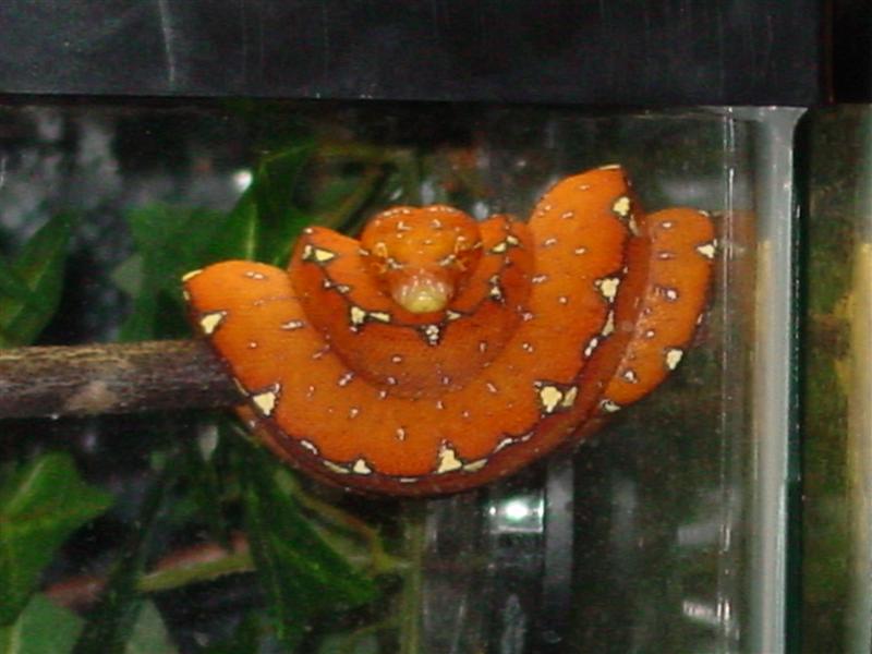 red manokwari