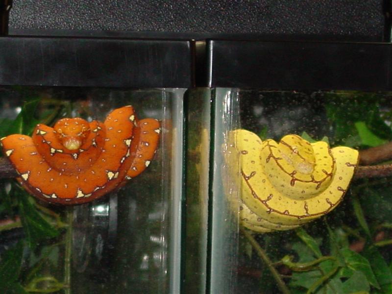 red and yellow manokwari babies