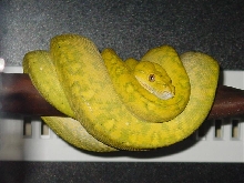 High yellow biak