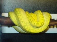 glowing high yellow