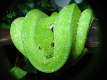 Hudson Tricolor