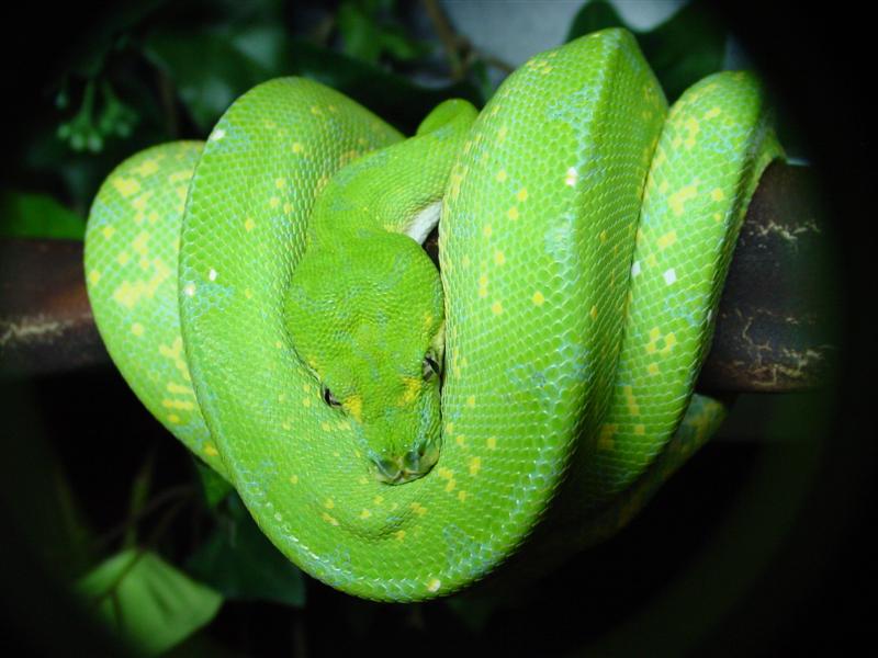 Hudson Tricolor